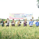 Wakil Ketua I DPRD Kapuas Apresiasi Keberhasilan Kelompok Tani Maju Bersama Gelar Panen Raya