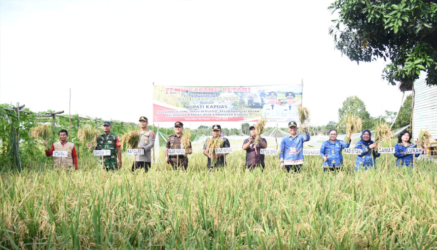 Wakil Ketua I DPRD Kapuas Apresiasi Keberhasilan Kelompok Tani Maju Bersama Gelar Panen Raya