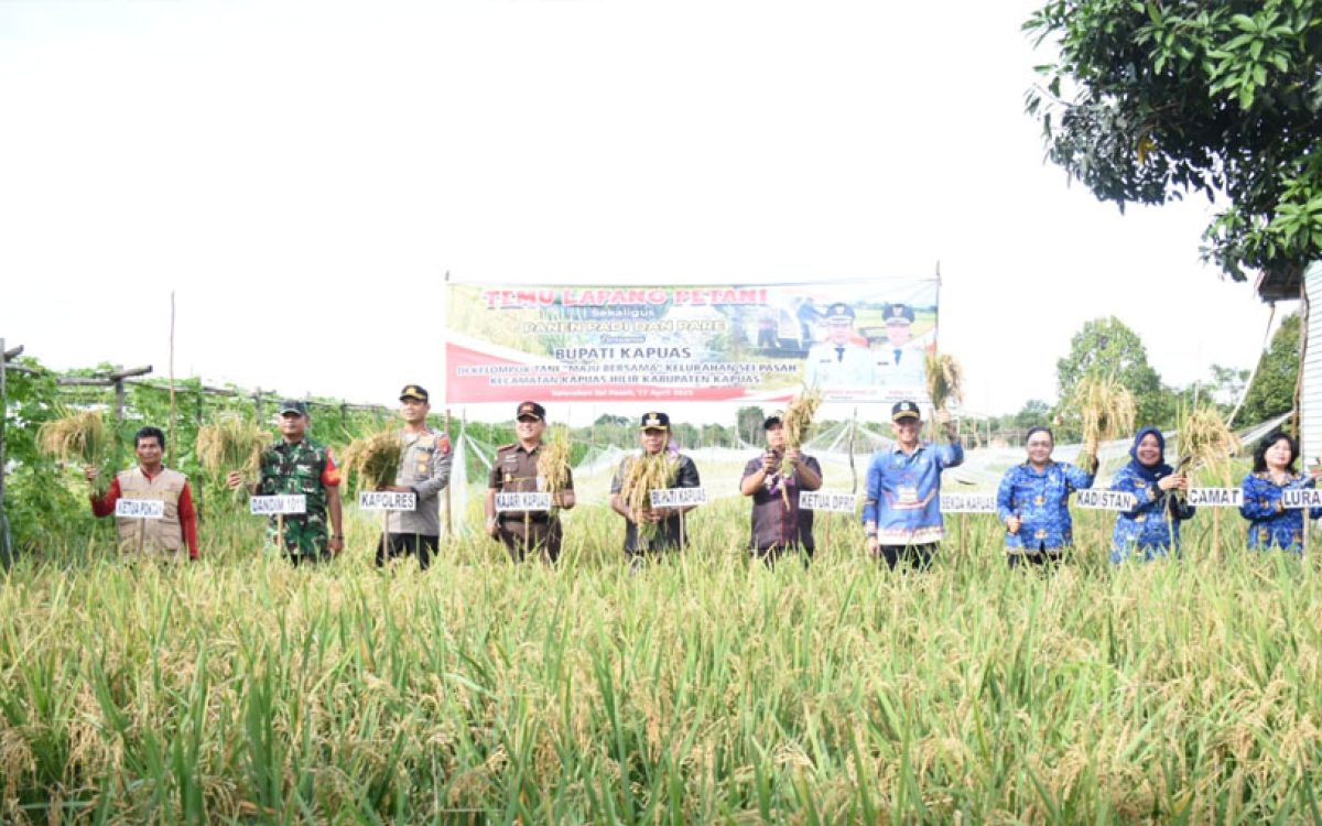 Wakil Ketua I DPRD Kapuas Apresiasi Keberhasilan Kelompok Tani Maju Bersama Gelar Panen Raya