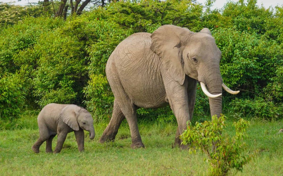 Elephants in a Sri Lankan dump are dying from eating plastic rubbish.